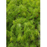 ACER palmatum DISSECTUM