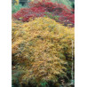 ACER palmatum DISSECTUM