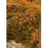 ACER palmatum DISSECTUM