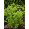ACER palmatum DISSECTUM SEIRYU