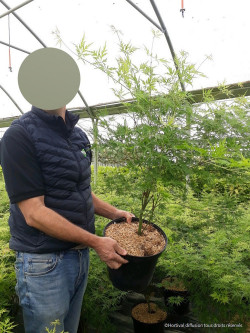 ACER palmatum DISSECTUM SEIRYU En pot de 10-12 litres