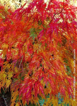 ACER palmatum DISSECTUM SEIRYU