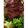 ACER palmatum DISSECTUM TROMPENBURG