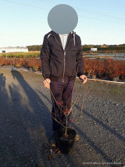 ACER palmatum DISSECTUM TROMPENBURG En pot de 10-12 litres