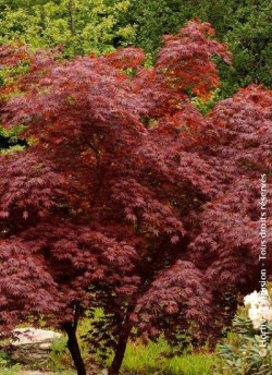 ACER palmatum DISSECTUM TROMPENBURG