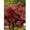 ACER palmatum DISSECTUM TROMPENBURG