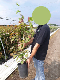 ACTINIDIA kolomikta En pot de 4-5 litres