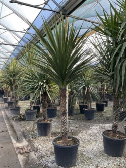 CORDYLINE australis