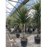CORDYLINE australis