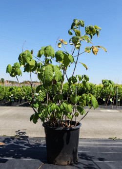 AESCULUS parviflora En pot de 35-50 litres