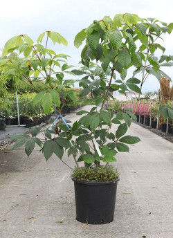 AESCULUS parviflora En pot de 15-20 litres