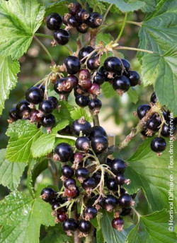 CASSISSIER NOIR DE BOURGOGNE