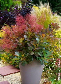 COTINUS coggygria FLAMISSIMO