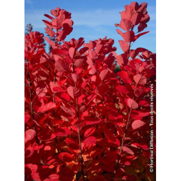 COTINUS coggygria FLAMISSIMO