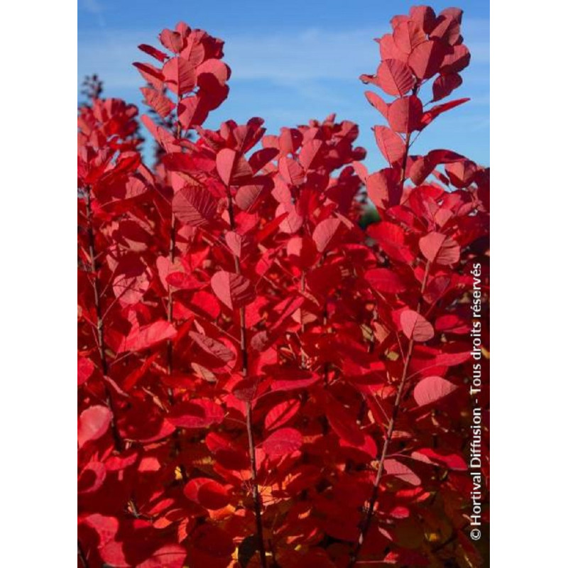 COTINUS coggygria FLAMISSIMO