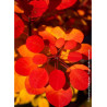 COTINUS coggygria FLAMISSIMO
