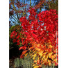 COTINUS coggygria FLAMISSIMO