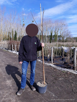 ROBINIA margaretta CASQUE ROUGE En pot de 10-12 litres forme baliveau