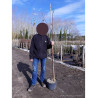 ROBINIA margaretta CASQUE ROUGE En pot de 10-12 litres forme baliveau