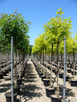 ROBINIA margaretta CASQUE ROUGE En pot de 35-50 litres forme tige hauteur du tronc 180-200 cm