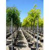 ROBINIA margaretta CASQUE ROUGE En pot de 35-50 litres forme tige hauteur du tronc 180-200 cm