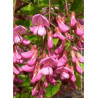 ROBINIA margaretta CASQUE ROUGE