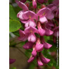 ROBINIA margaretta CASQUE ROUGE