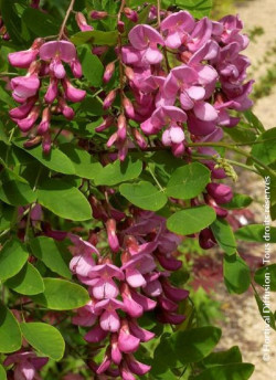 ROBINIA margaretta CASQUE ROUGE