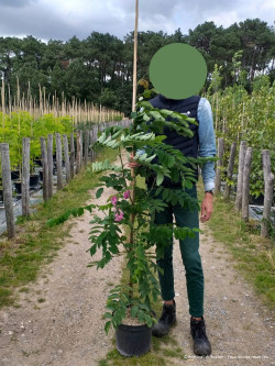 ROBINIA margaretta CASQUE ROUGE En pot de 10-12 litres forme baliveau