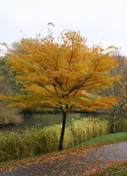 ZELKOVA serrata