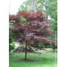 ACER palmatum BLOODGOOD