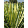YUCCA filamentosa GOLDEN SWORD