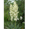 YUCCA filamentosa