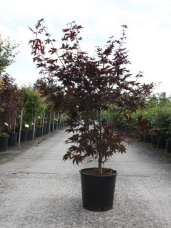 ACER palmatum BLOODGOOD En pot de 10-12 litres