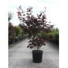 ACER palmatum BLOODGOOD En pot de 10-12 litres