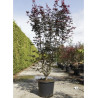 ACER palmatum BLOODGOOD En pot de 35-50 litres