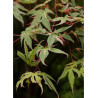 ACER palmatum BUTTERFLY