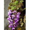 WISTERIA venusta OKAYAMA