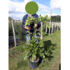 WISTERIA En pot de 10-12 litres hauteur 100-150 cm