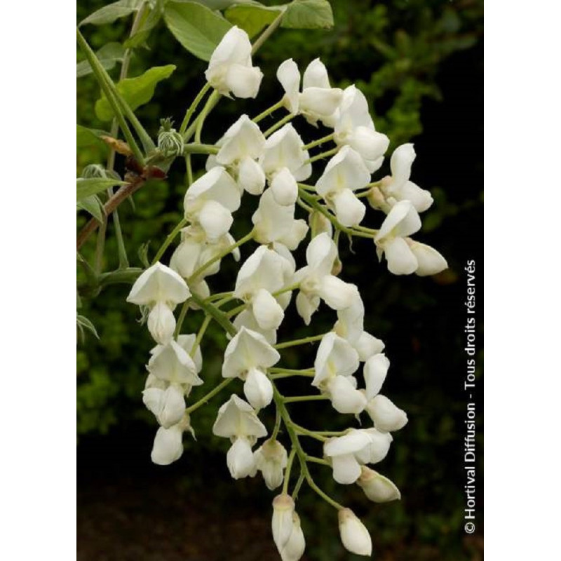 WISTERIA venusta ALBA