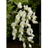WISTERIA venusta ALBA