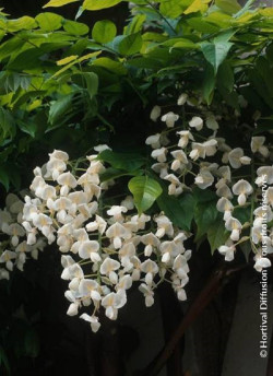WISTERIA venusta ALBA