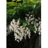 WISTERIA venusta ALBA