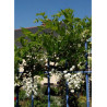 WISTERIA venusta ALBA