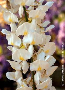 WISTERIA sinensis ALBA