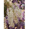 WISTERIA sinensis ALBA