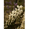 WISTERIA sinensis ALBA