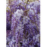 WISTERIA sinensis