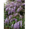 WISTERIA sinensis