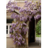 WISTERIA sinensis
